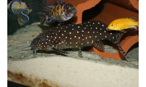 Synodontis angelicus